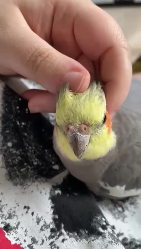 Cockatiels birds for sale: Handtamed cockatiel for sale - Video 1