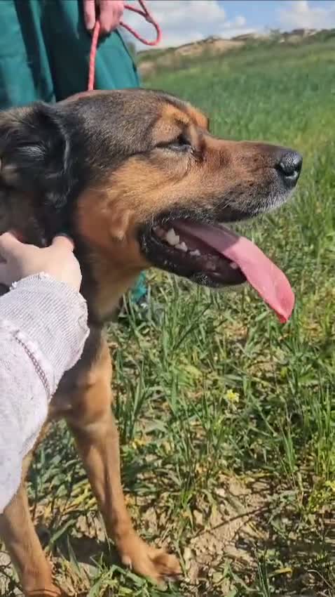 Mixed Breed dogs for adoption: Casper is looking for his forever sofa in Ashford - Video 1