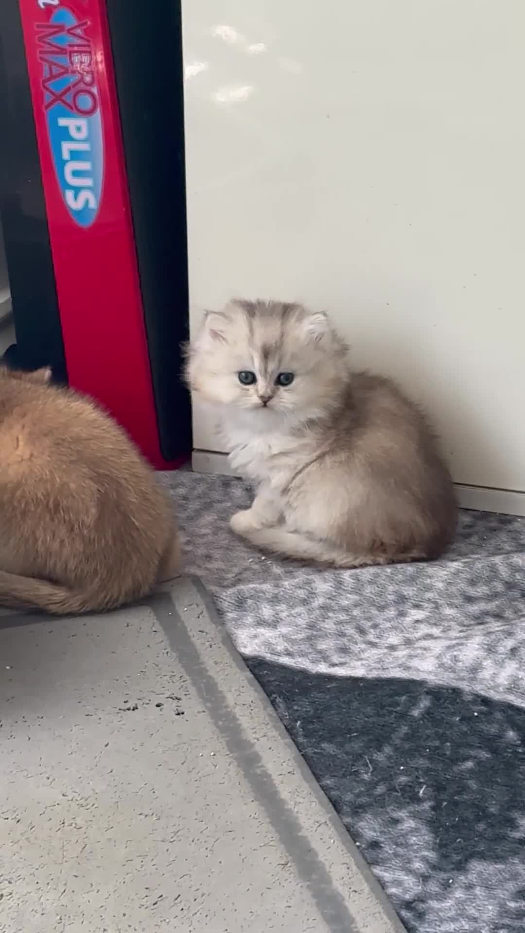 Scottish Fold cats for sale: Scottish pedigree golden kittens - Video 3