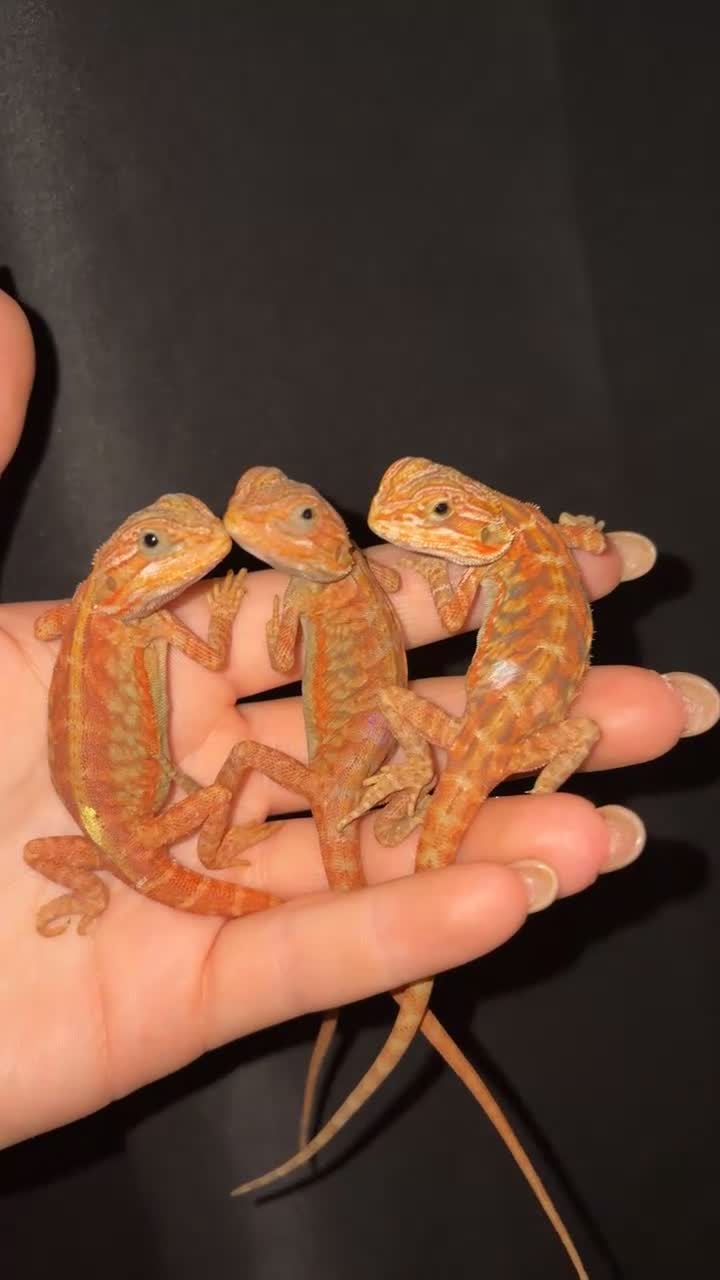 Bearded Dragon reptiles for sale: *Ready to go* Red + Orange Hypo Translucent - Video 1
