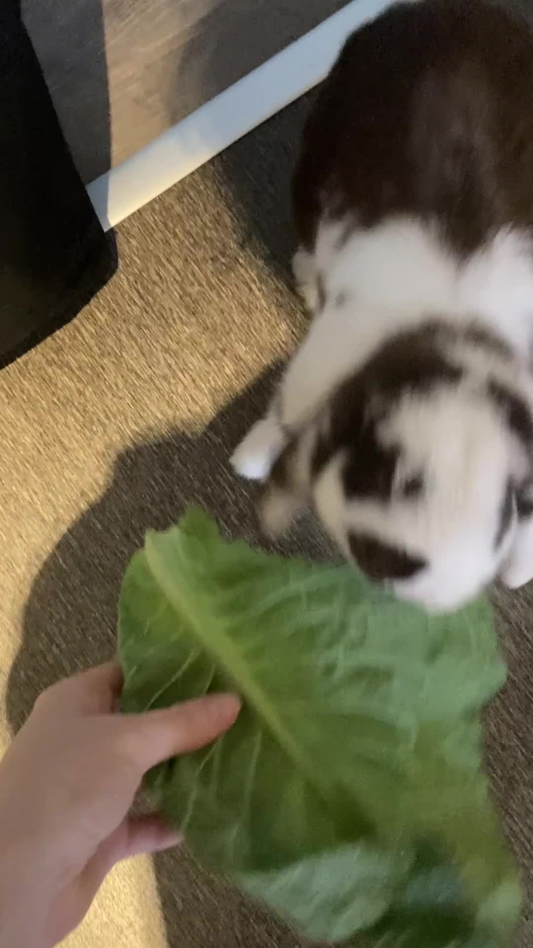 Mini Lop rabbits for sale: 3 year old mini lop  - Video 1