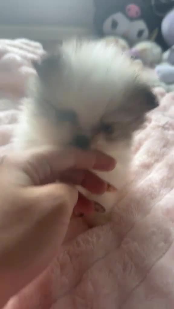 Pomeranian dogs for sale: KC registered Pomeranian Puppies for sale  - Video 1
