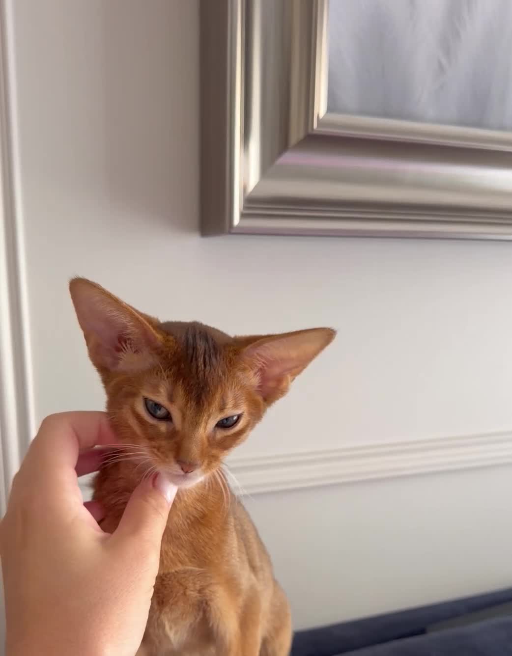 Abyssinian cats for sale: Last Girl 🎀 Ready to Go! - Video 1