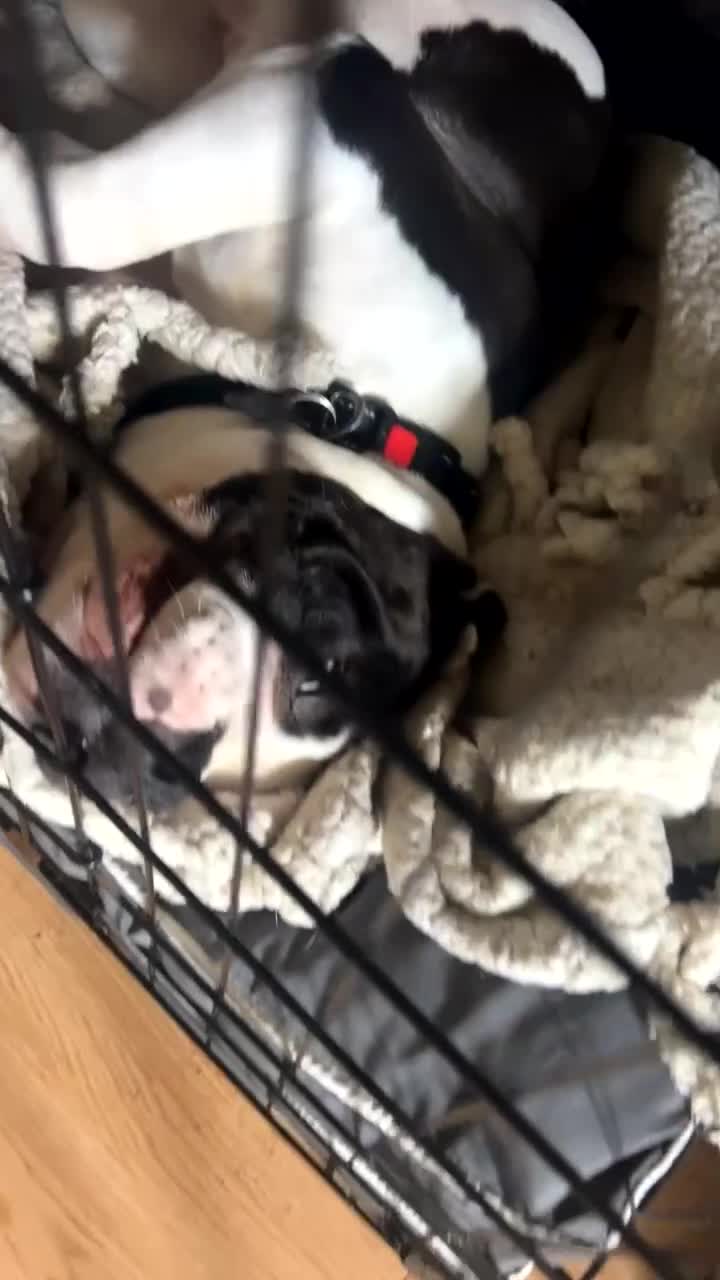 Mixed Breed dogs for sale: Bella  in Scarborough - Video 1