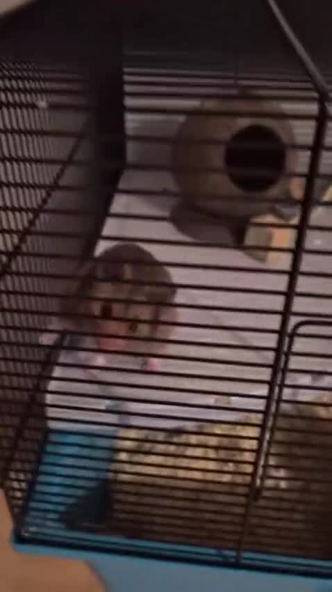 Hamster rodents for sale: Female Syrian hamster  - Video 2