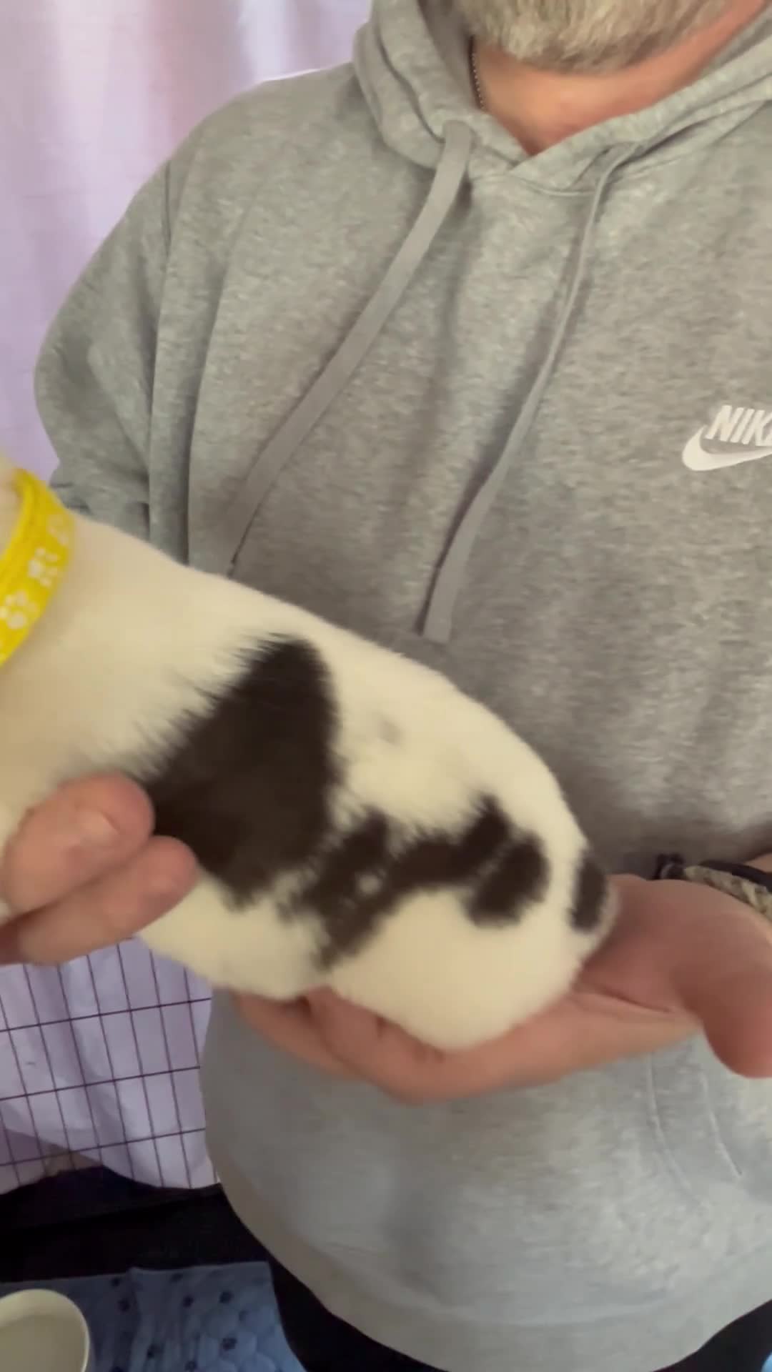 Siberian Husky dogs for sale: Rare piebald husky puppies have now arrived  - Video 2