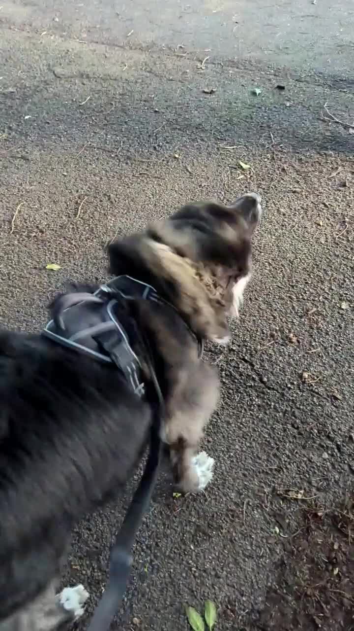 Mixed Breed dogs for adoption: Ruskin - 8 years old, Female, Mixed Breed - Video 2