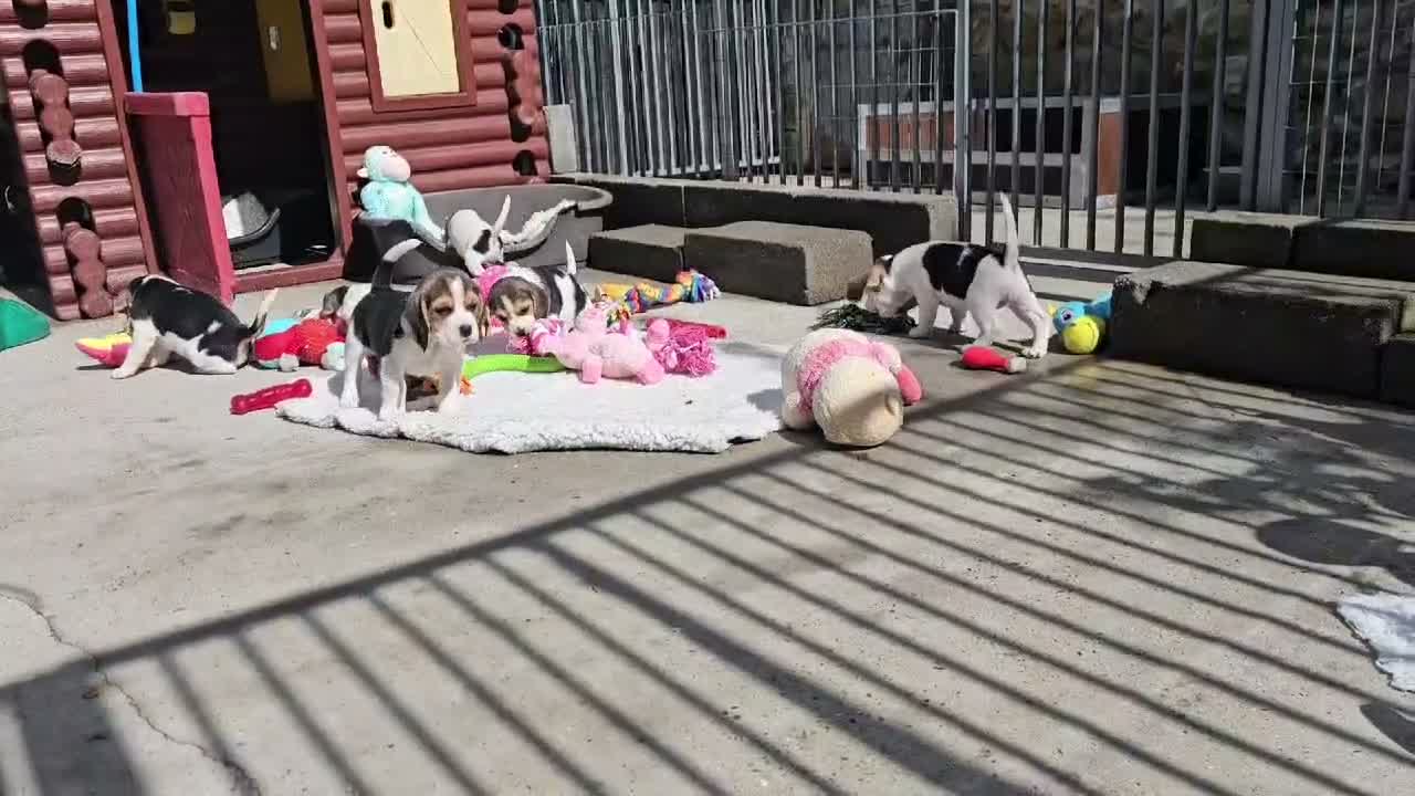 Beagle dogs for sale: Stunning Litter of KC Registered Beagle Pups  in Thirsk - Video 1