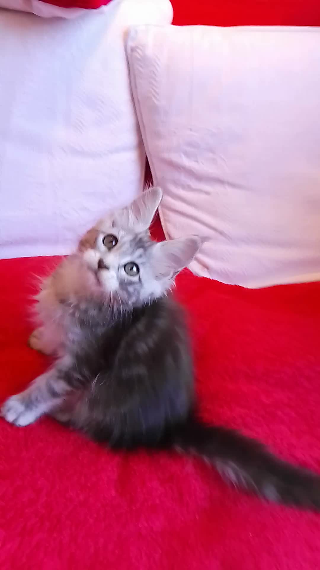 Maine Coon cats for sale: HCM/PKDef/SMA clear TICA polys/non poly silvers  - Video 5