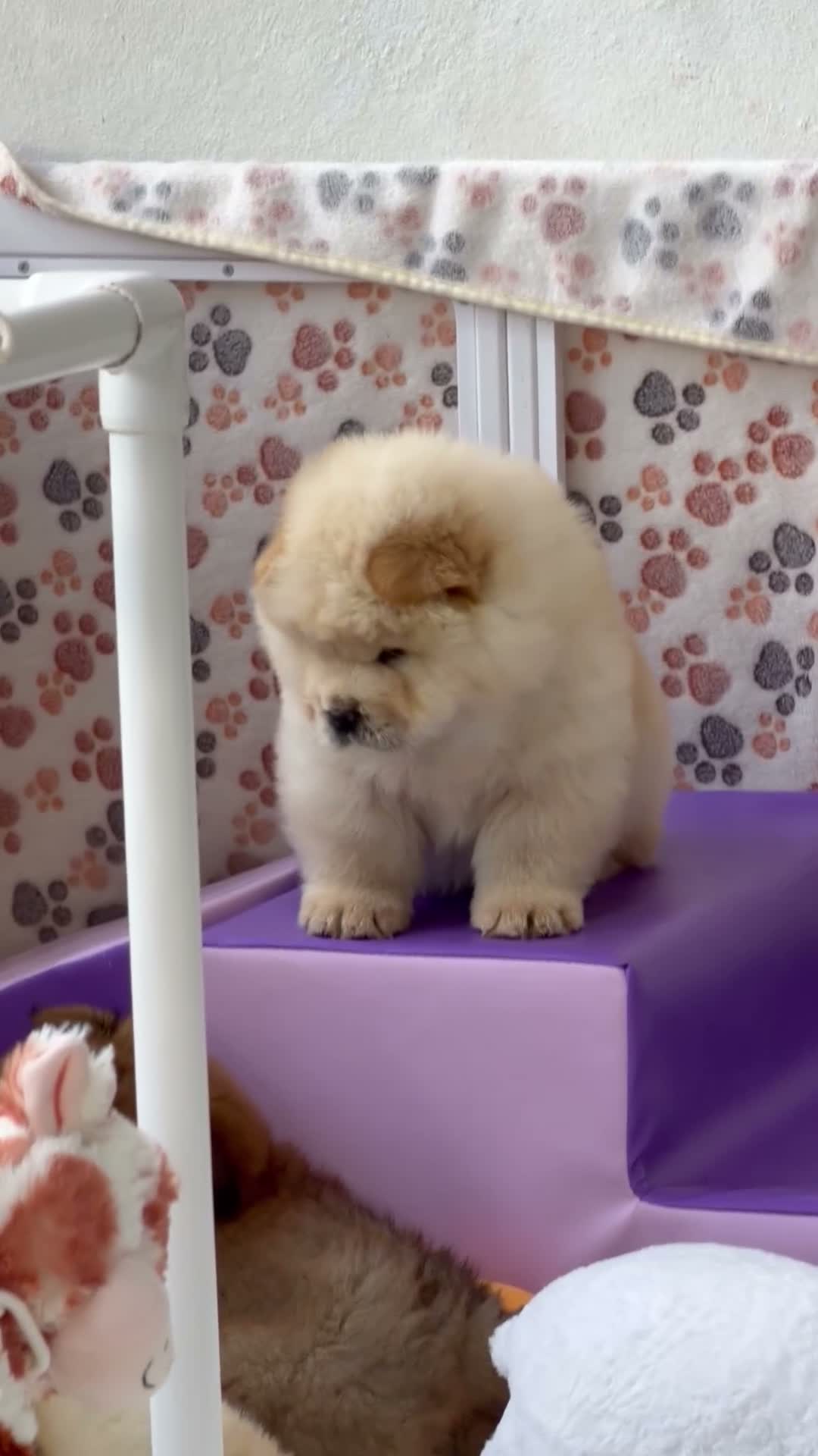 Chow Chow dogs for sale: Cream chow chow puppies - Video 1