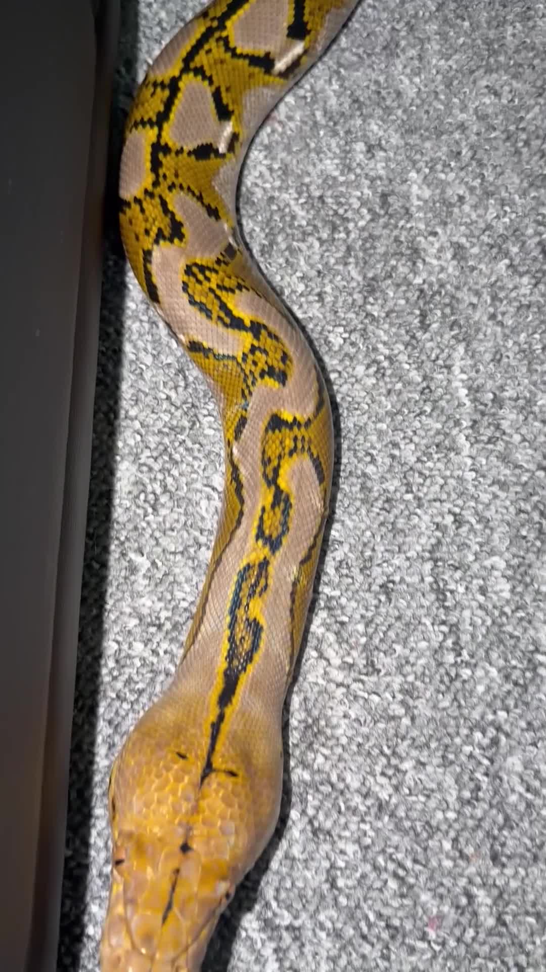 Python Snake reptiles for sale: Python snake  - Video 1