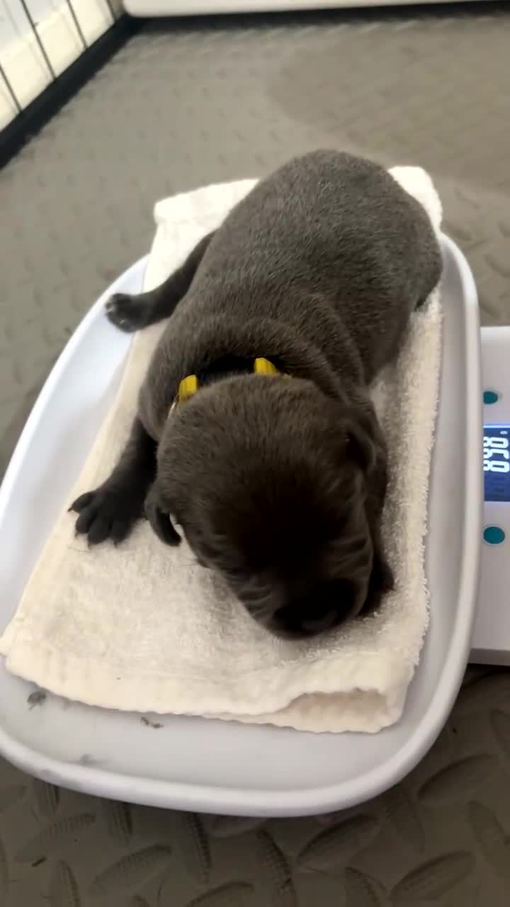 Staffordshire Bull Terrier dogs for sale: Piro daughter & Pharon (Bullscaff) pups for sale - Video 2
