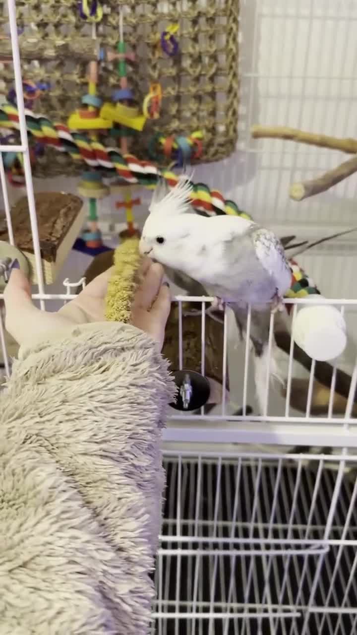 Cockatiels birds for sale: Selling two lovely sweet male cockatiels with cage - Video 2