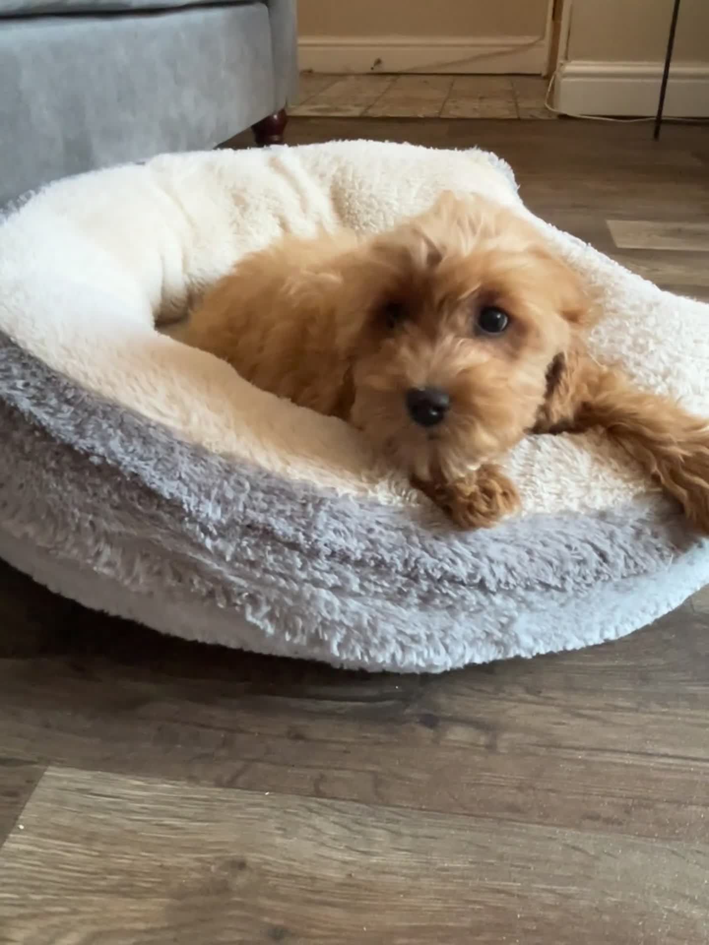 Cavapoo dogs for sale: Multigenerational Australian labradoodle cavapoo  - Video 2