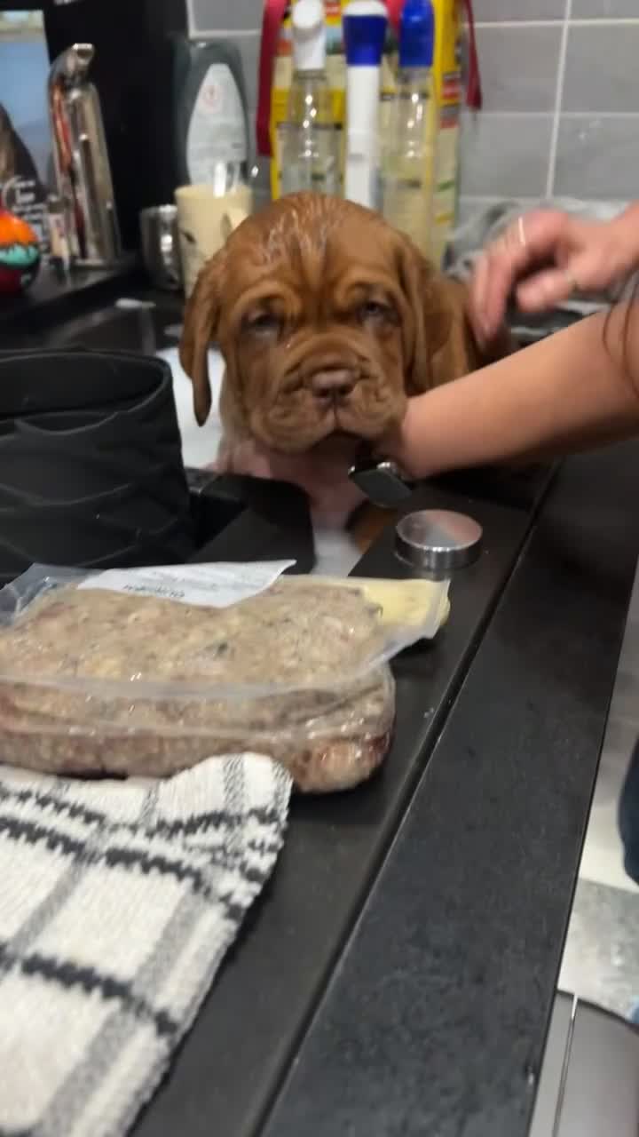 Dogue De Bordeaux dogs for sale: 🐾Dogue de Bordeaux Puppies Champion Bloodlines  - Video 5