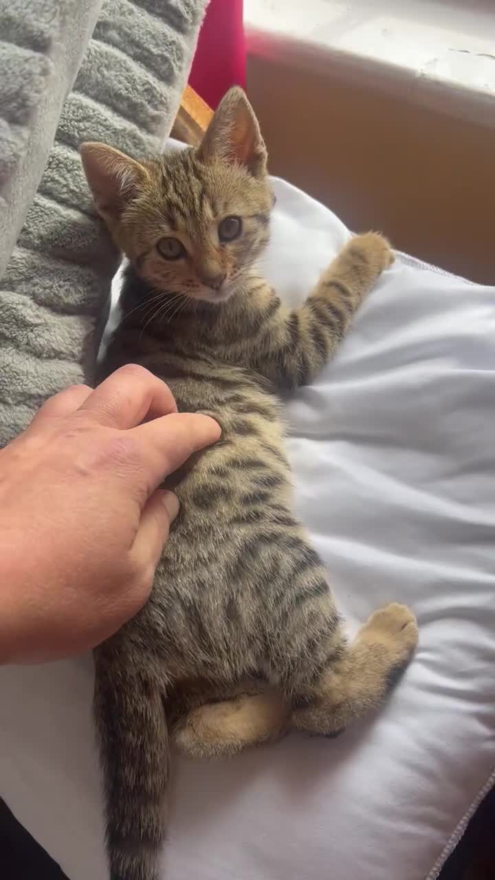 Bengal cats for sale: Stunning Bengal Kittens Only 1 left - Video 3