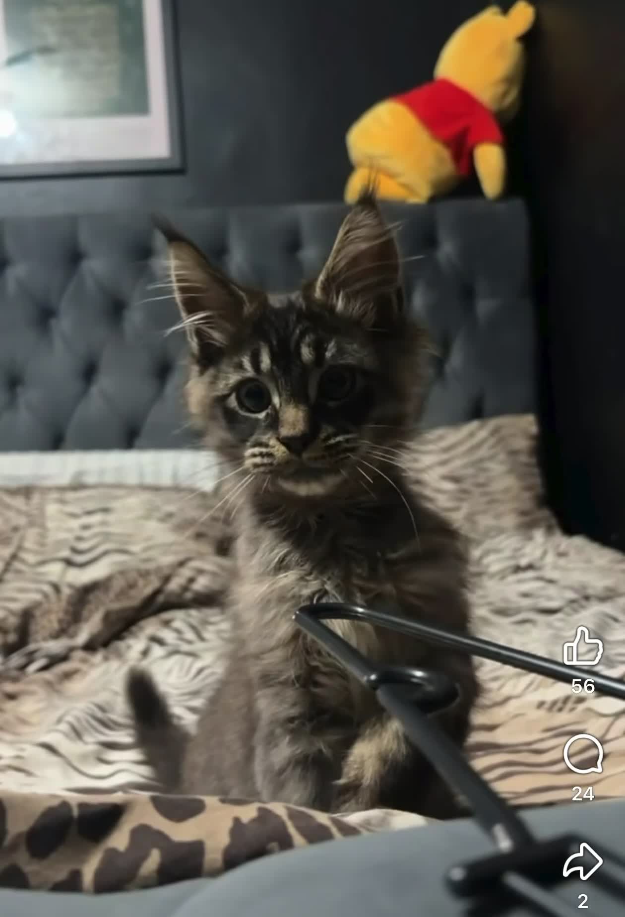 Maine Coon cats for sale: Main coon kitten  - Video 1