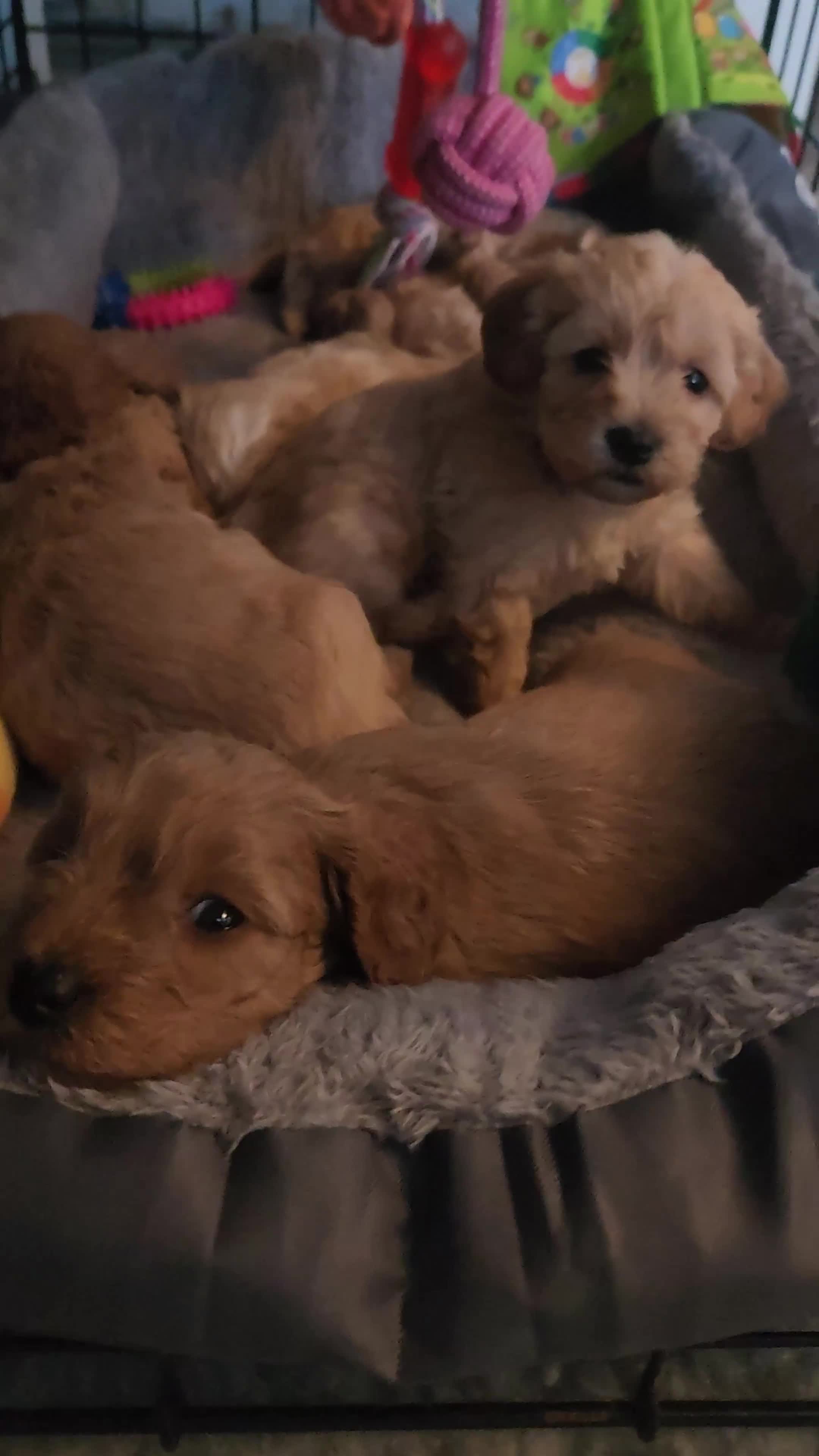 Cavapoo dogs for sale: Cavapoo's with puppy package included - Video 1