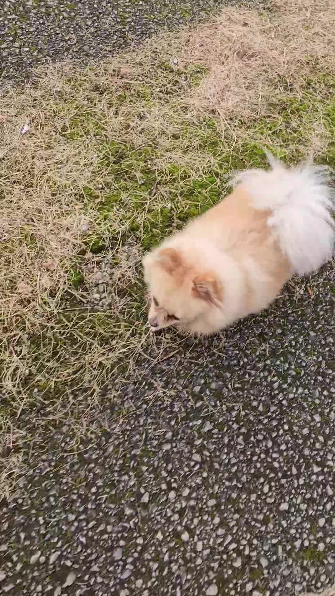 Pomeranian dogs for sale: 3 year old Pomeranian suit retired person  - Video 2