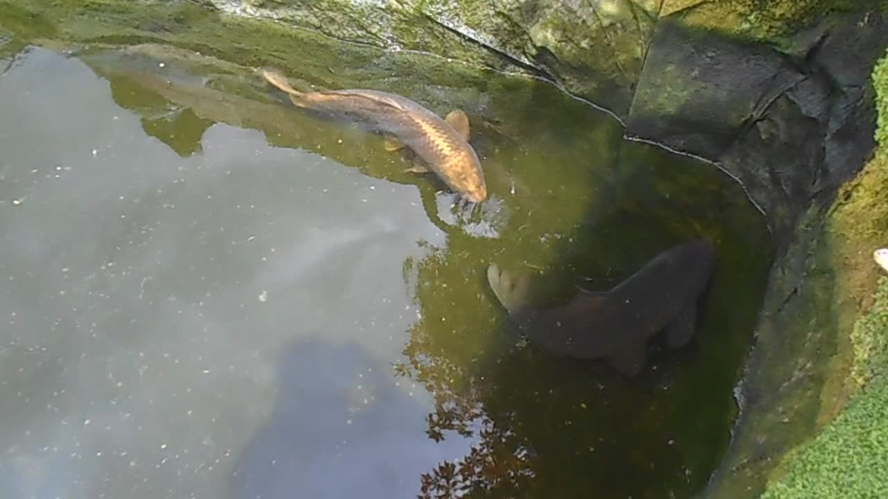Koi Carp fish for sale: KOI CARP FOR SALE in Harlow - Video 1