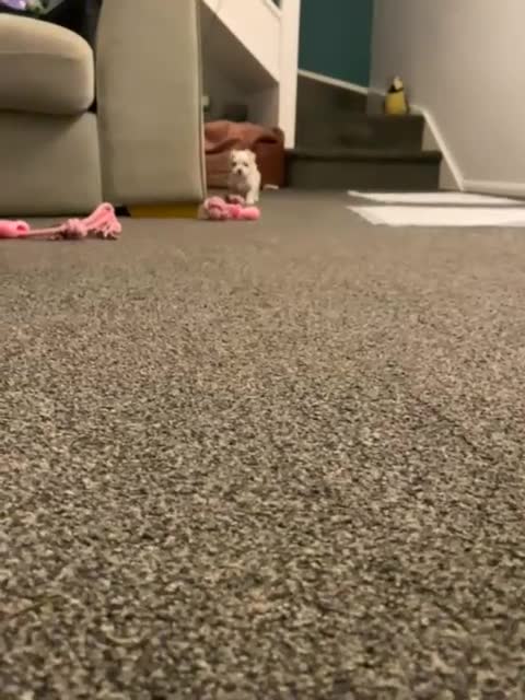 Maltese dogs for sale: Adorable KC registered Maltese puppies😍 - Video 1