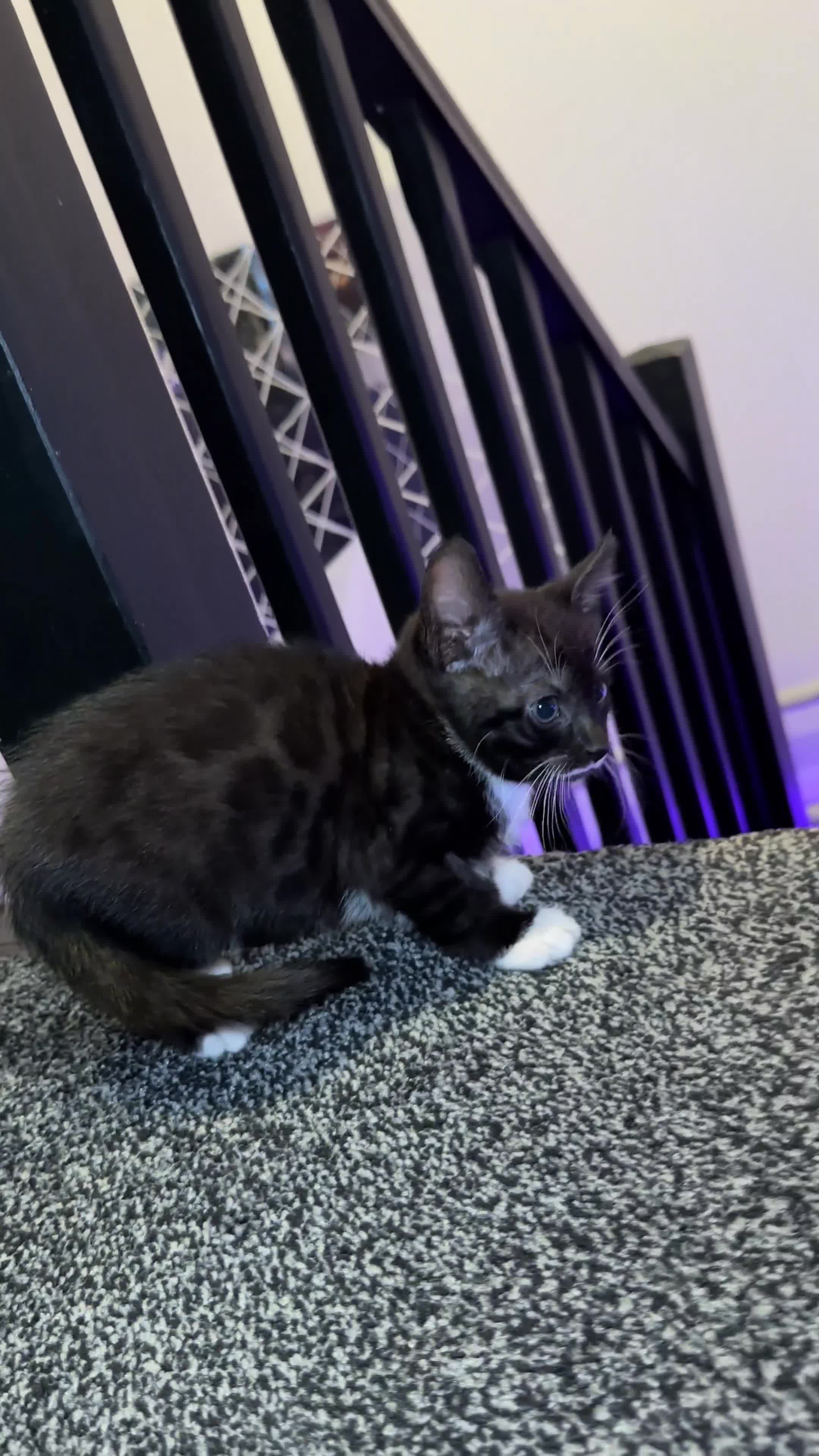 Bengal cats for sale: Gorgeous Bengal X Kittens!! - Video 2