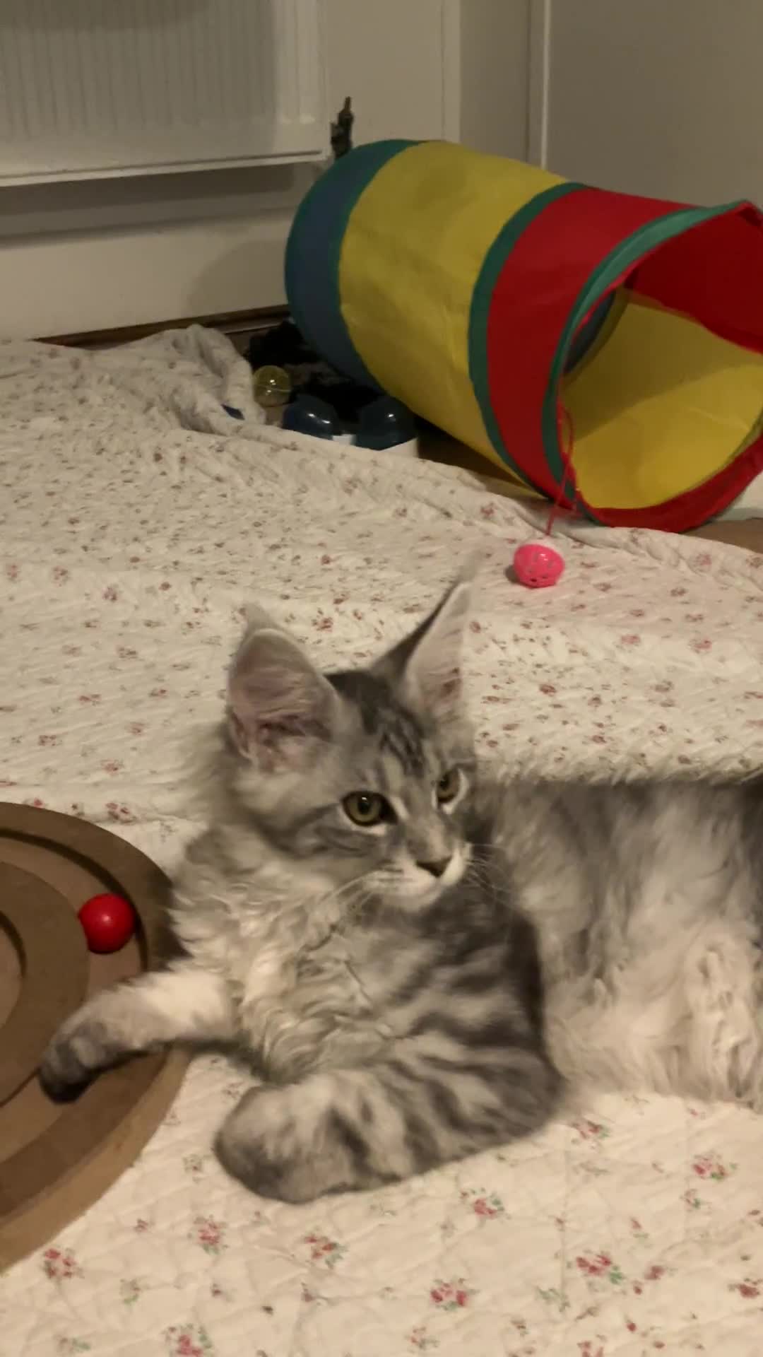 Maine Coon cats for sale: GCCF Pedigree Maine Coon Kittens champion line  - Video 1