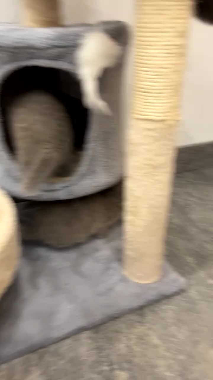 British Shorthair cats for sale: BSH kittens for sale from pedigree parents - Video 1