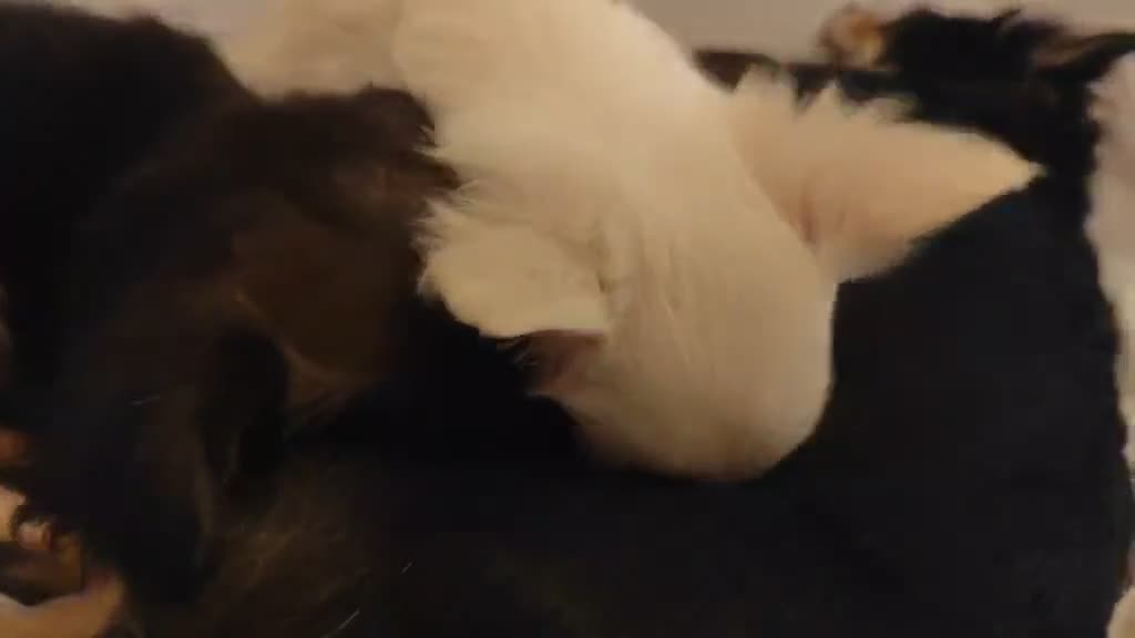 Pomchi dogs for sale: beautiful Pomchi pup - Video 2