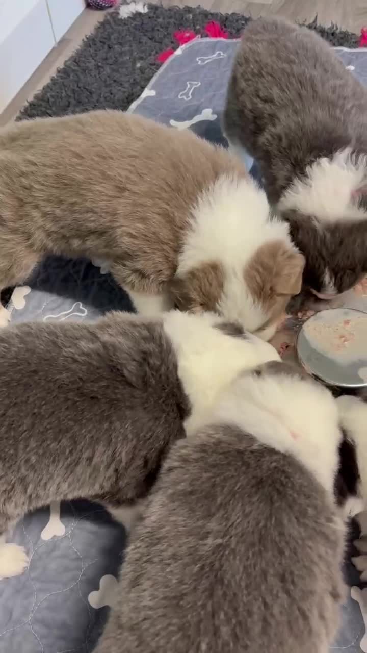 Border Collie dogs for sale: Outstanding Border Collie Puppies - Video 1