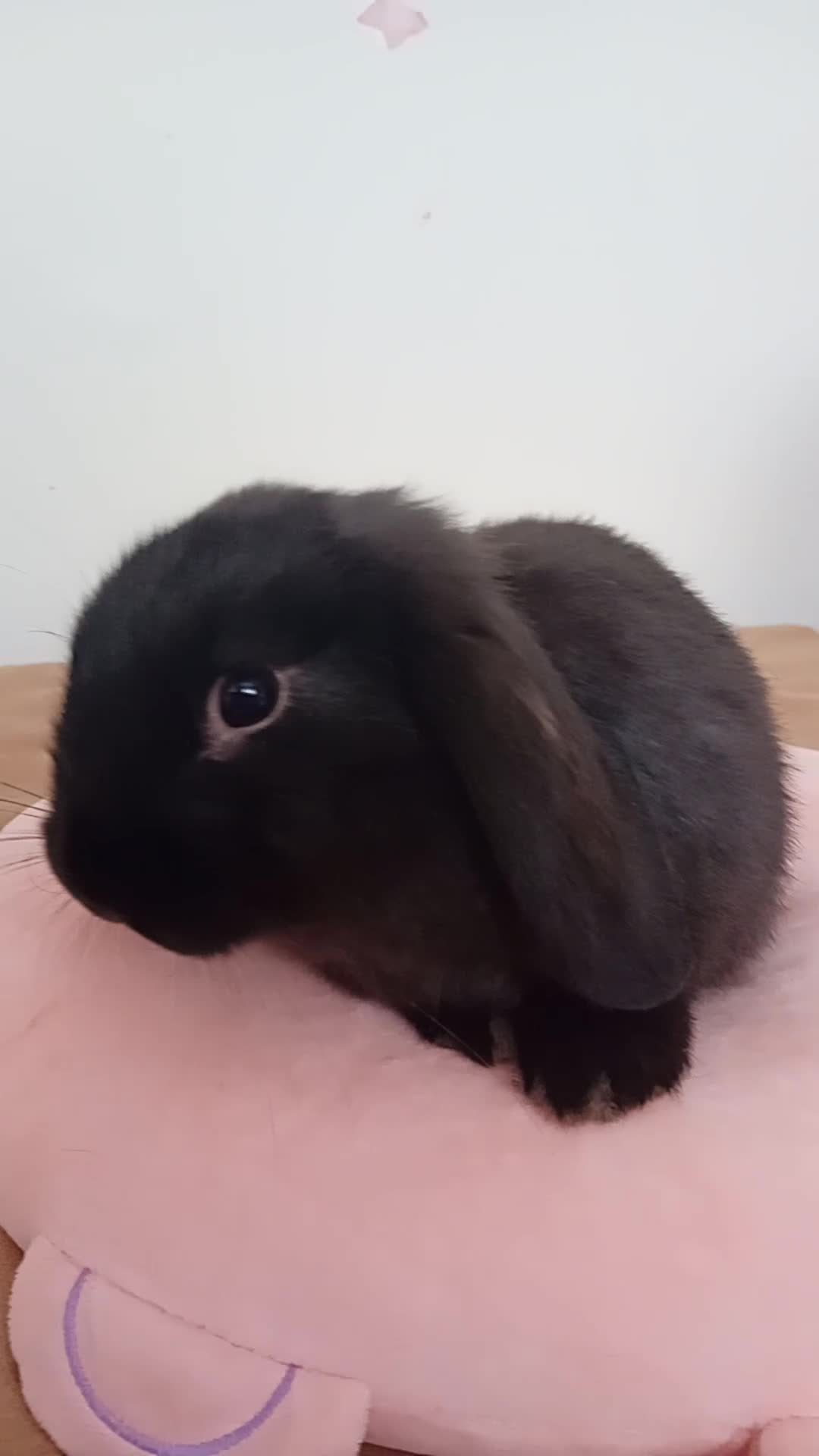 Mini Lop rabbits for sale: Baby Rabbits  - Video 2