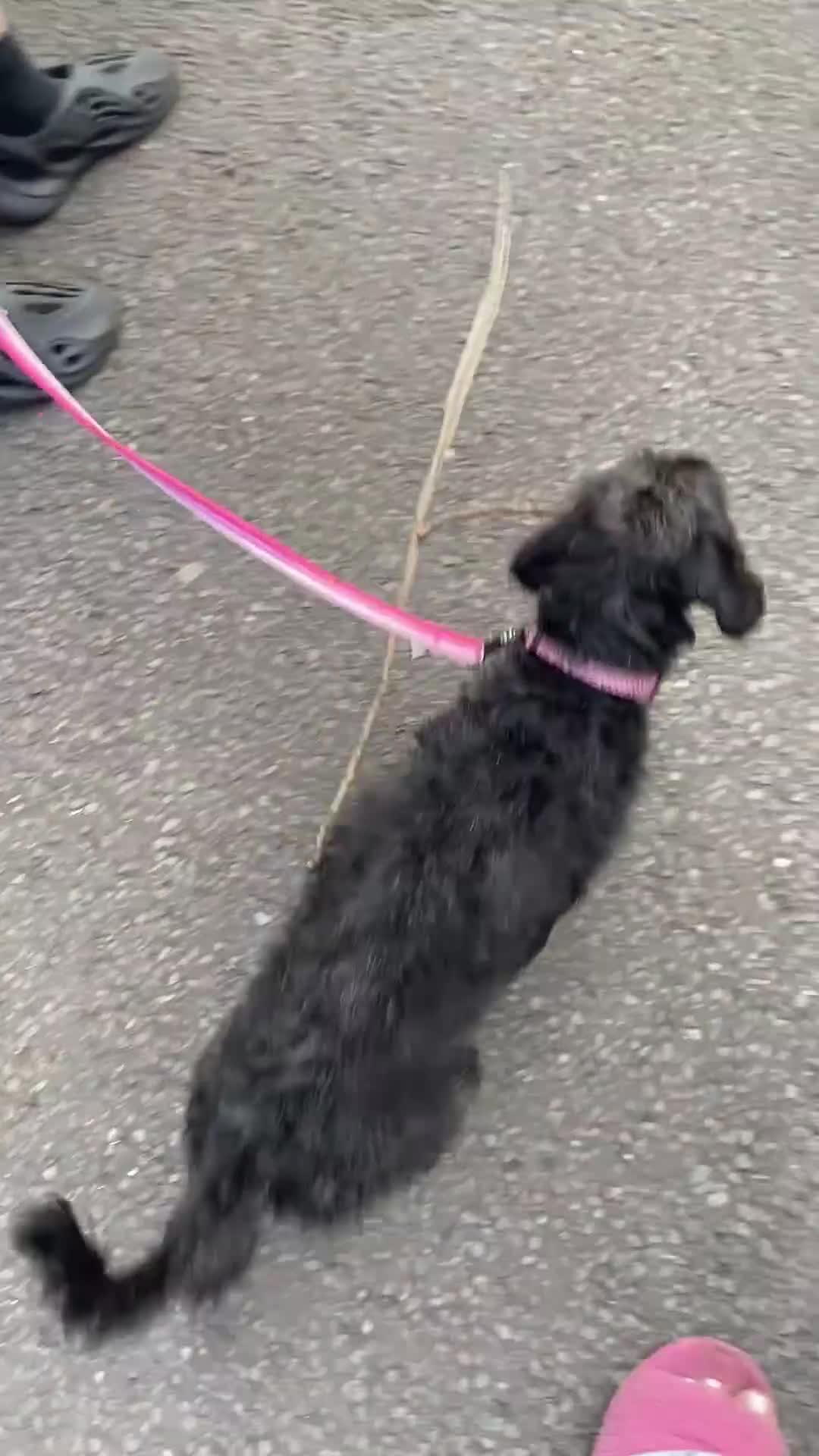 Mixed Breed dogs for sale: Beautiful dachshund for sale  - Video 1