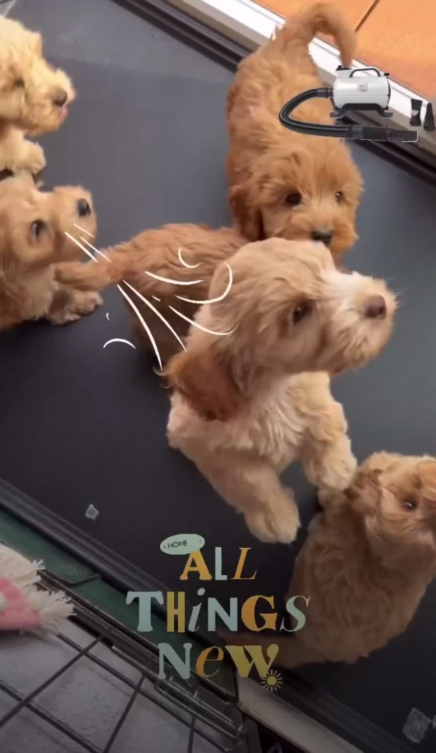 Cockapoo dogs for sale: F1 Cockapoo’s DNA Health Tested Parents - Video 4