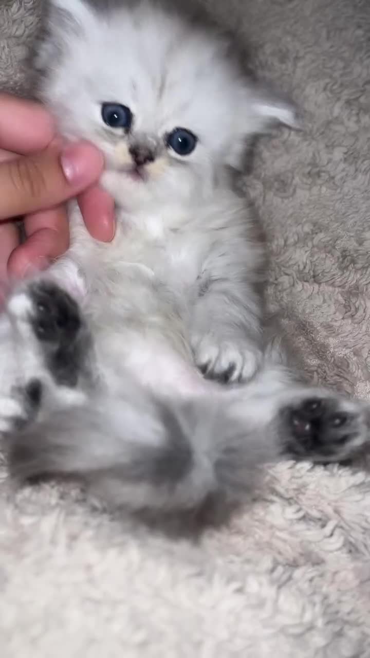 Persian cats for sale: Persian Kittens - Video 1