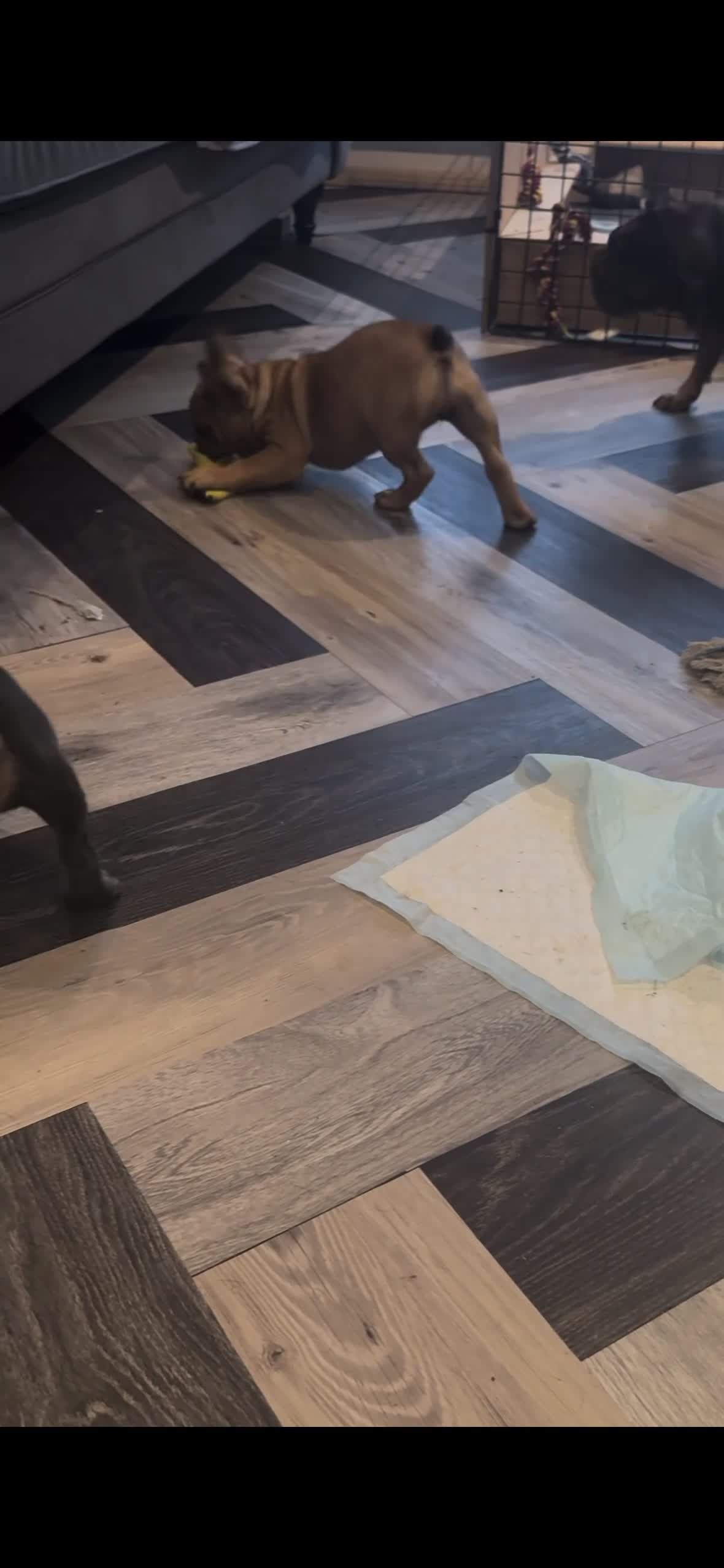 French Bulldog dogs for sale: 🐾Beautiful French Bulldog Puppies 🐾 - Video 2