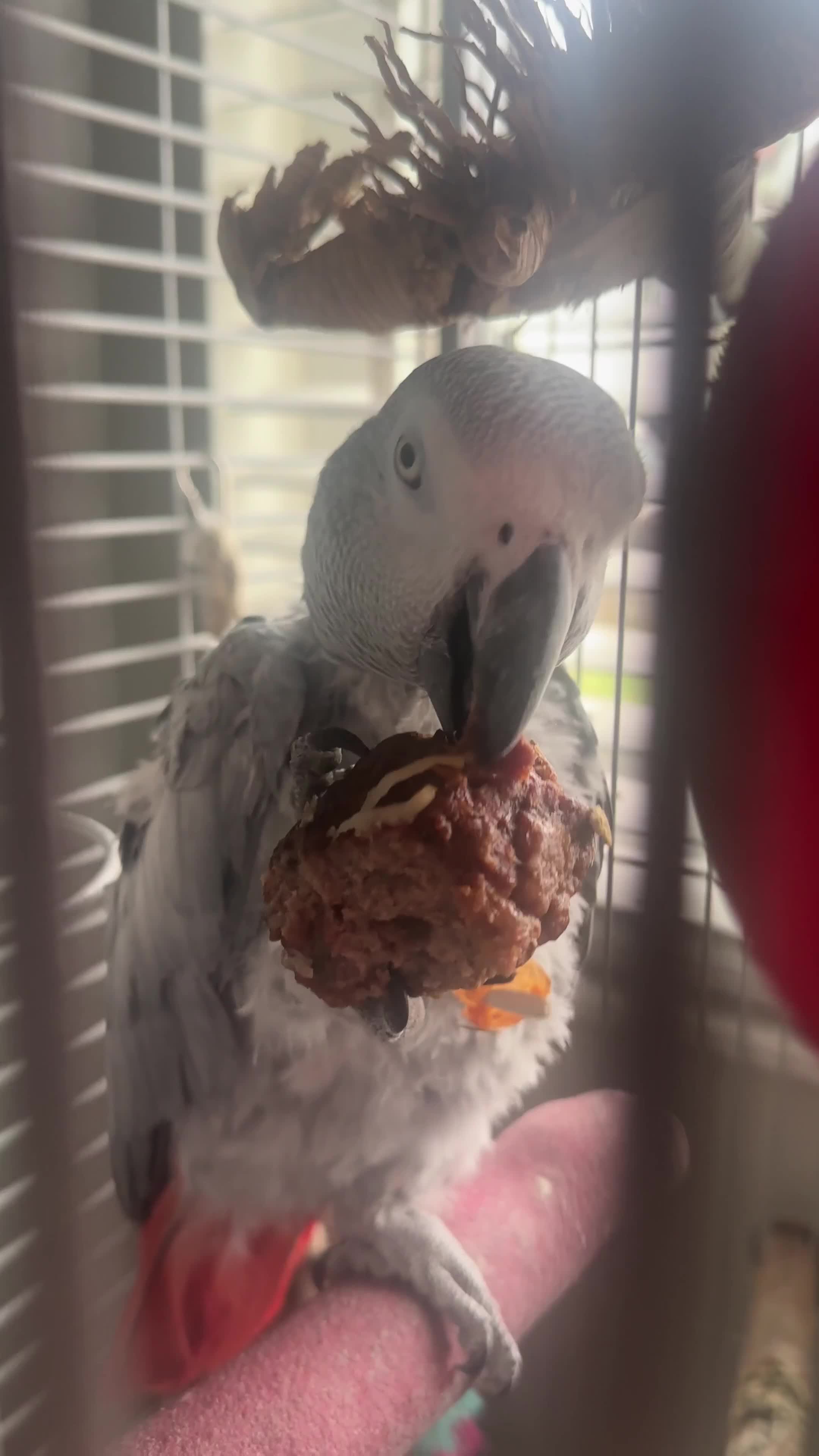 Parrots birds for sale: Female African grey parrot  - Video 2