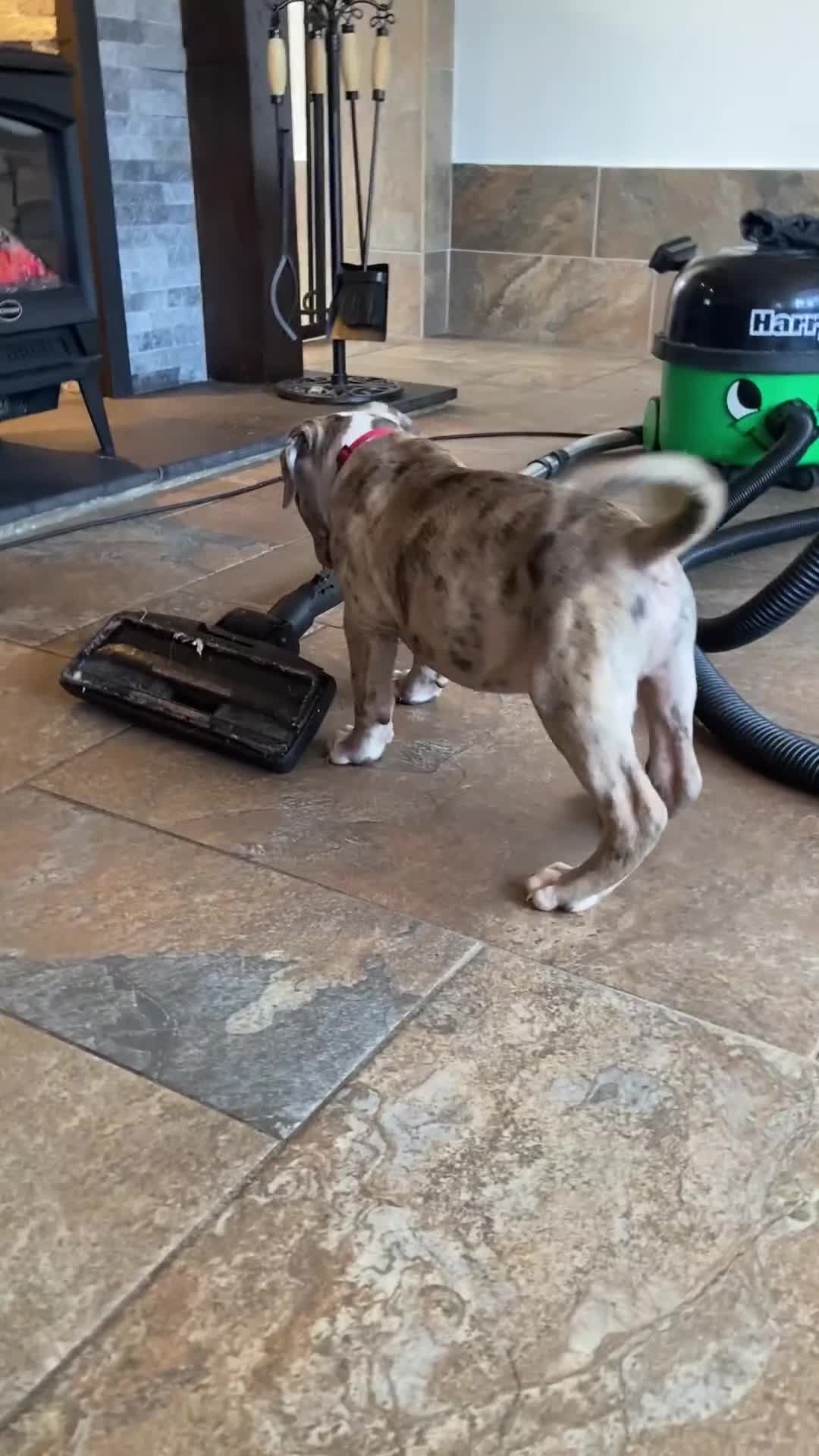 Mixed Breed dogs for sale: NORTH AMERICAN MASTIFF - Video 1