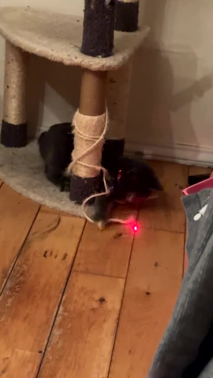 Russian Blue cats for sale: Mother & Daughter russian blues  in Romford - Video 1