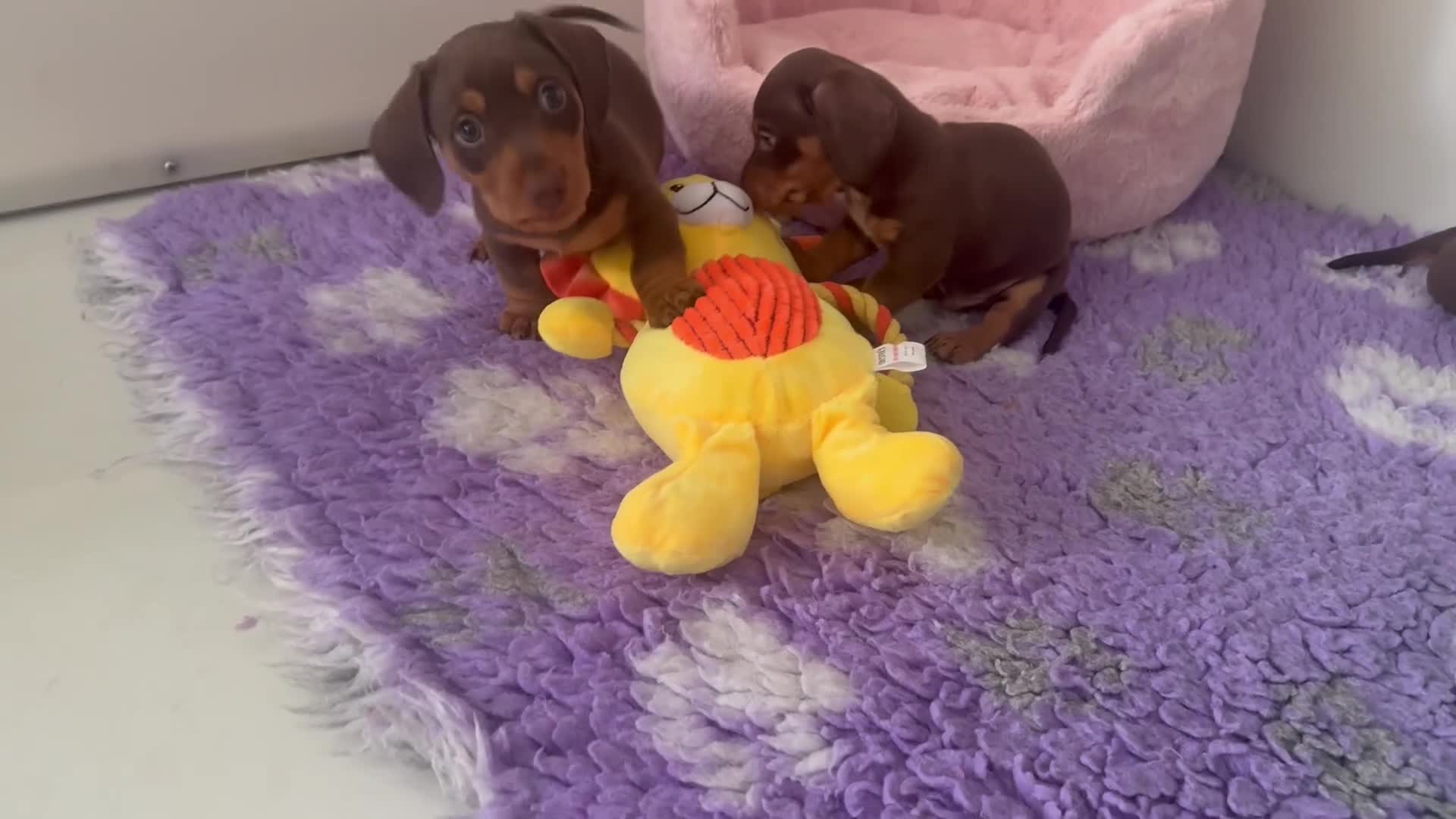 Miniature Dachshund dogs for sale: KC Health Tested Miniature Dachshunds - Licensed - Video 1