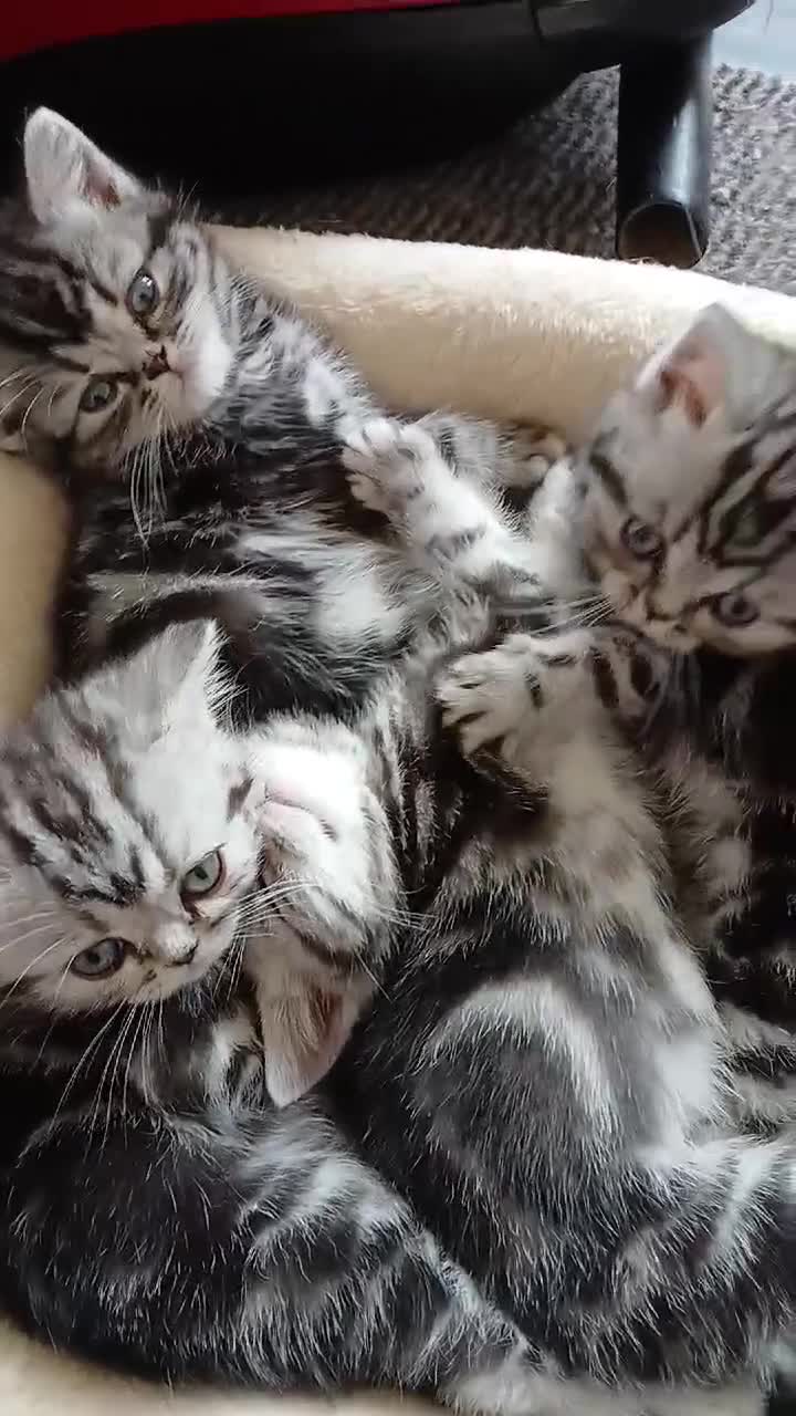 British Shorthair cats for sale: Bsh. Silver clasic tabby . - Video 1