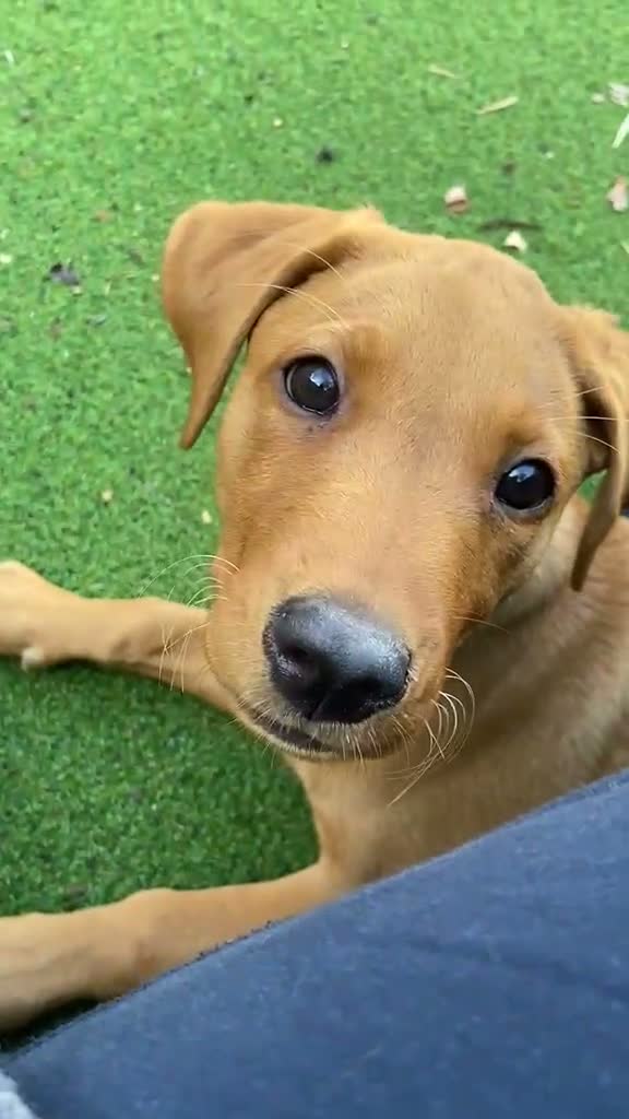 Labrador Retriever dogs for sale: KC Reg Fox Red Lab Puppy, Health Tested Parents in Street - Video 1