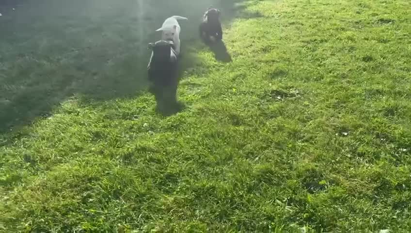 Labrador Retriever dogs for sale: Gorgeous Chunky LABRADOR Puppies in Fleetwood - Video 2