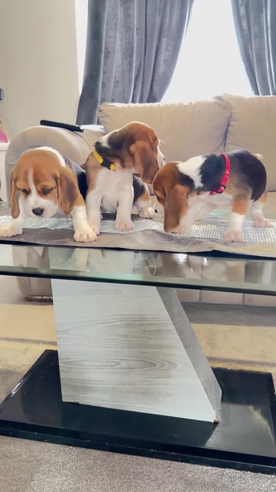 Beagle dogs for sale: 💞BEAUTIFUL BEAGLE PUPPIES 💞 - Video 1