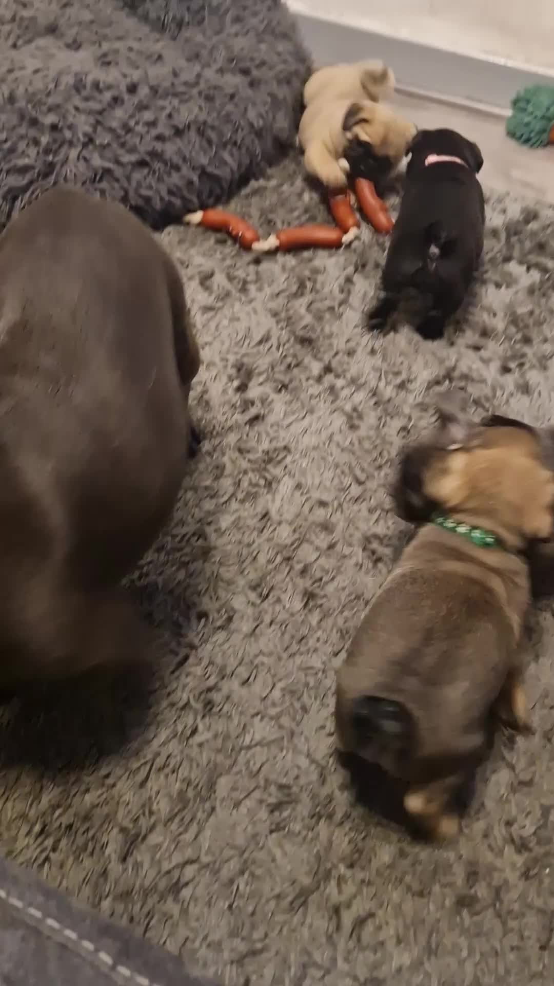 Frug dogs for sale: 6 beautiful frug puppies.  - Video 4