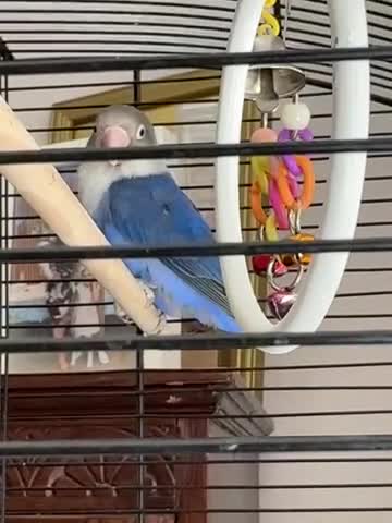 Lovebirds birds for sale: Blue/grey/white LOVEBIRD  - Video 1