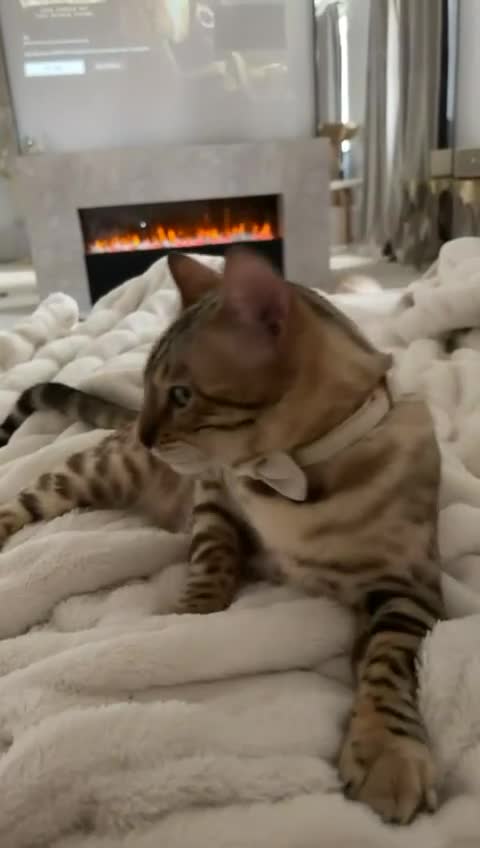 Bengal cats for sale: Glitter Snow Mink Boy - Video 4