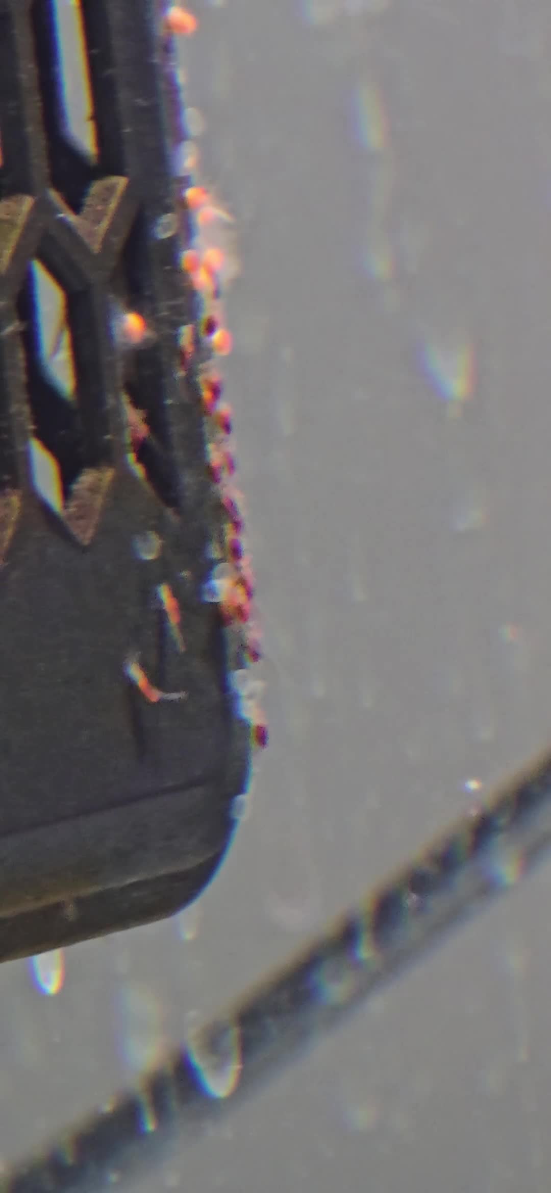 Discus fish for sale: Discus breeding pair - Video 1