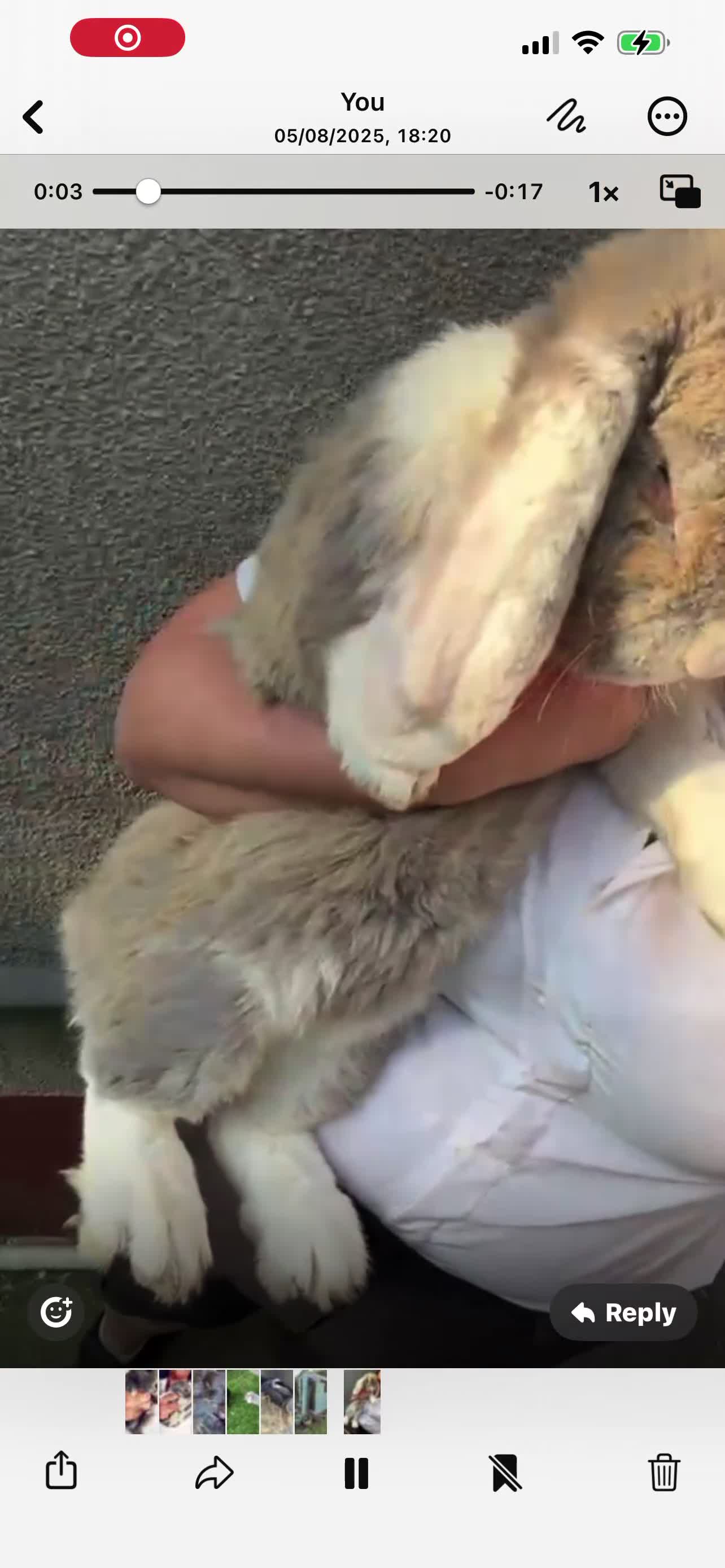 French Lop rabbits for sale: Stunning French lop bunnies  - Video 2