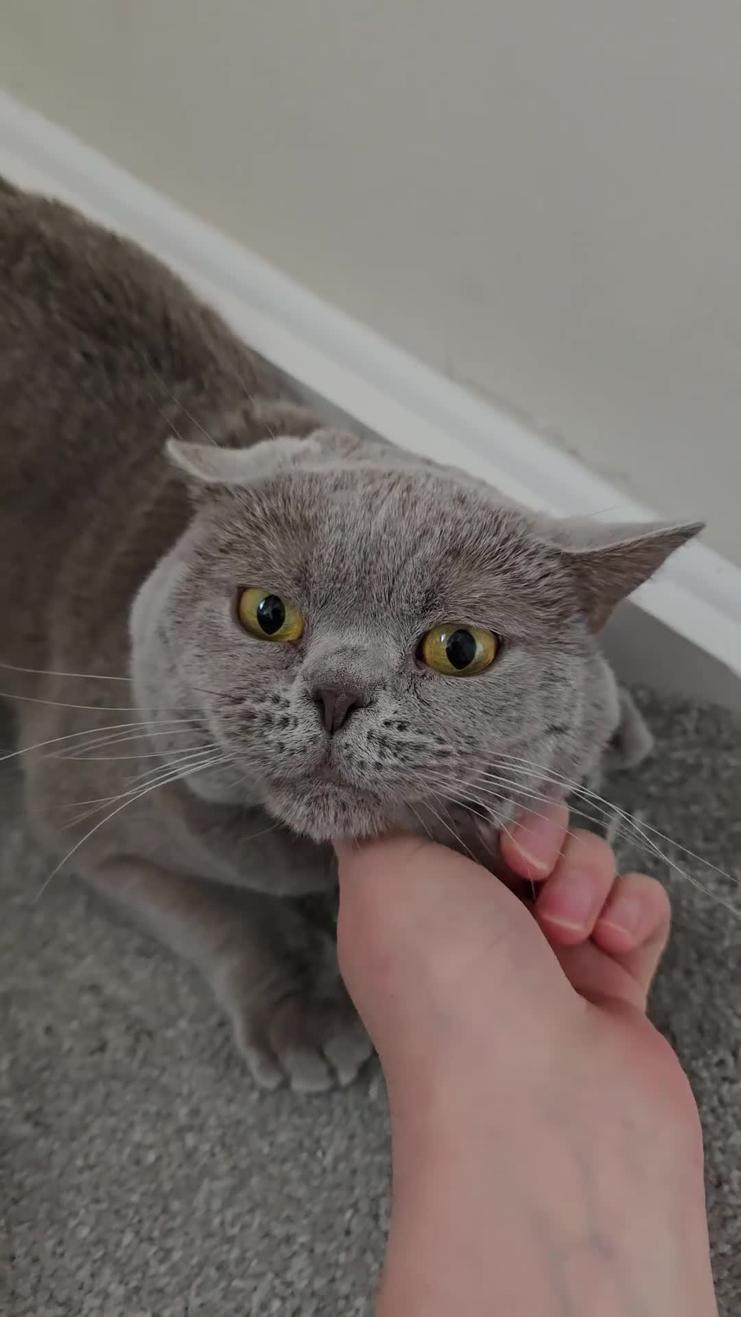 British Shorthair cats for sale: GCCF registered ACTIVE STUD british short hair - Video 3