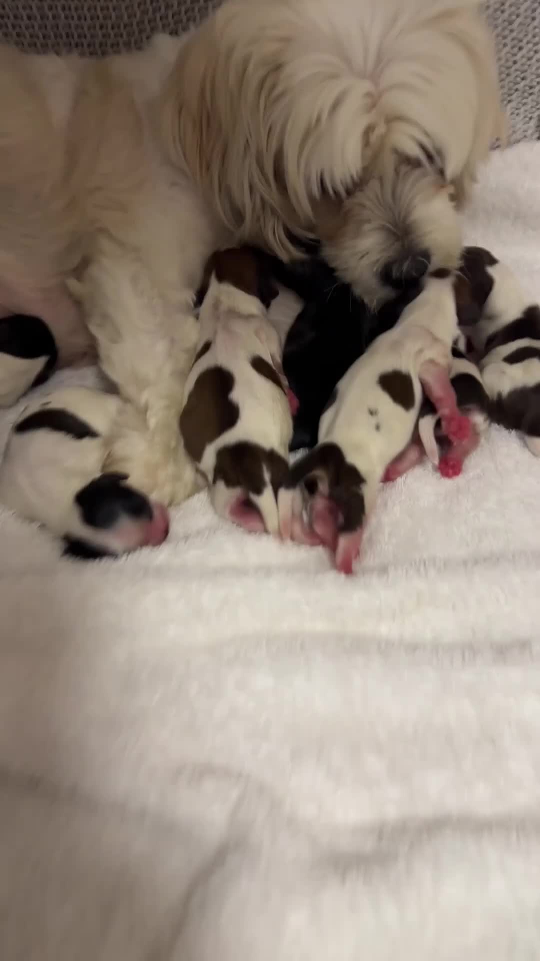 Mixed Breed dogs for sale: Lovely puppies  in Motherwell - Video 1